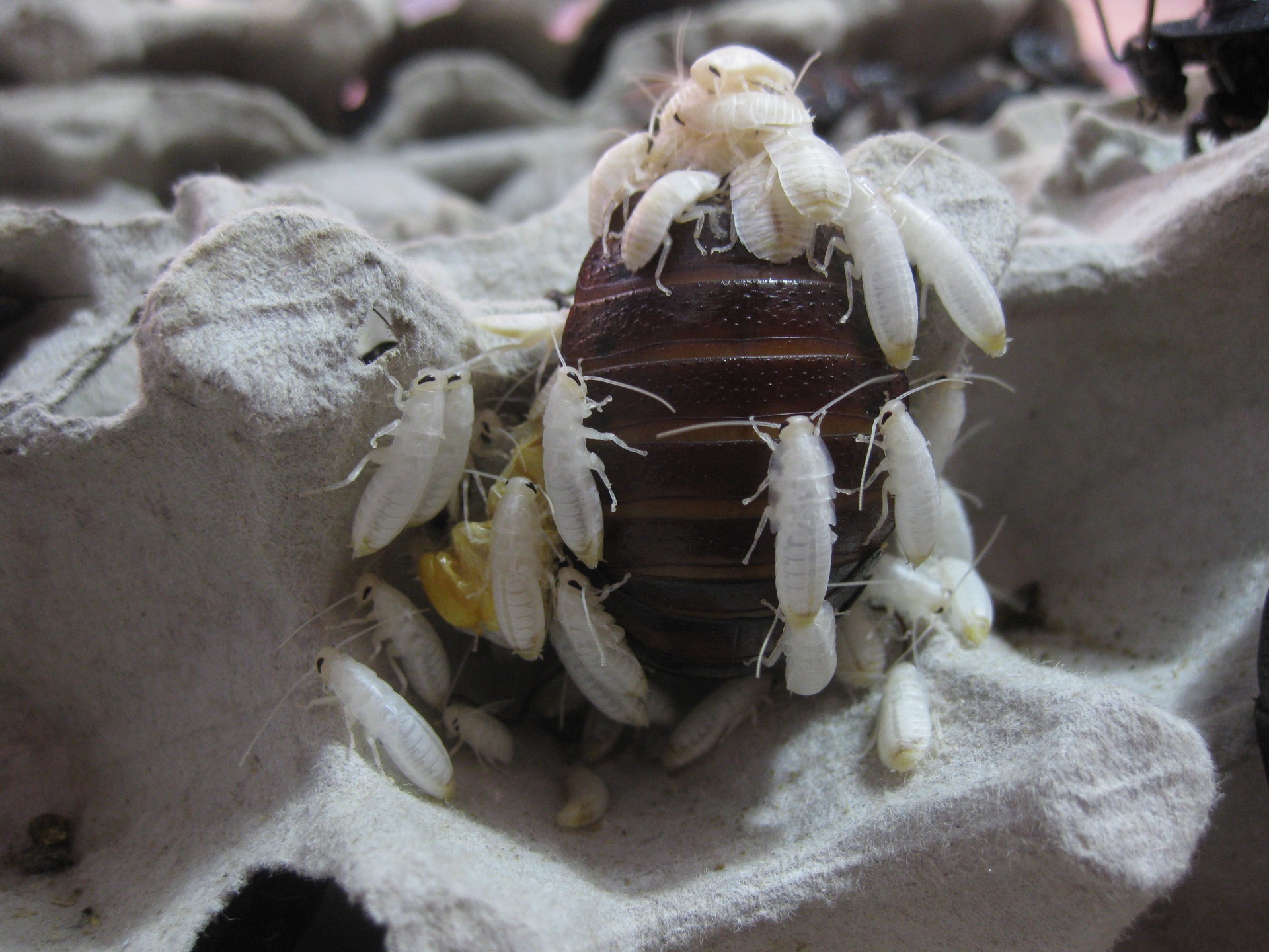Самка мадагаскарского таракана личинка